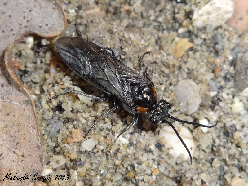 Dolerus haematodes - Tenthredinidae